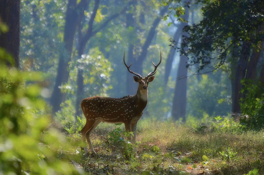What type of forest does a deer eat?