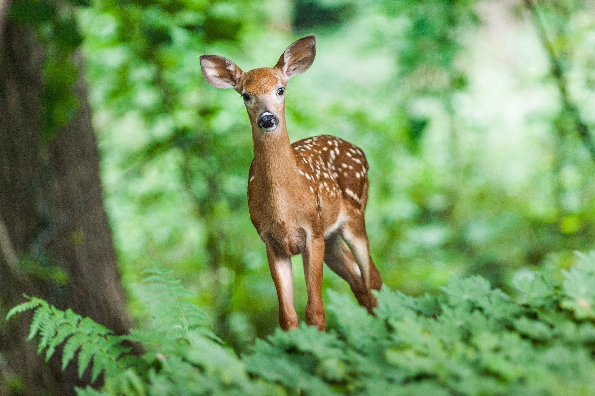 How many deer forest stock photos are there?