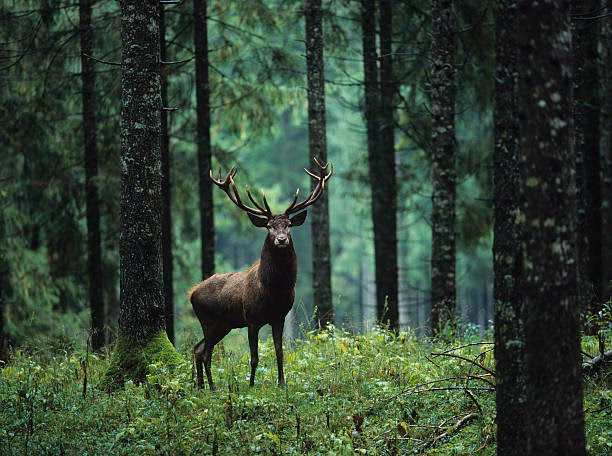 How many deer forest stock photos are there?