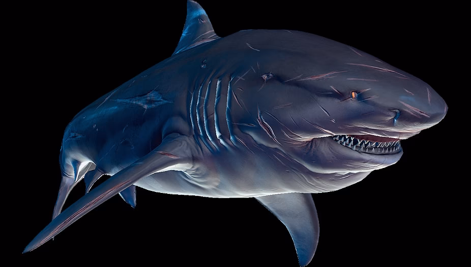 Can a bull shark live in freshwater?