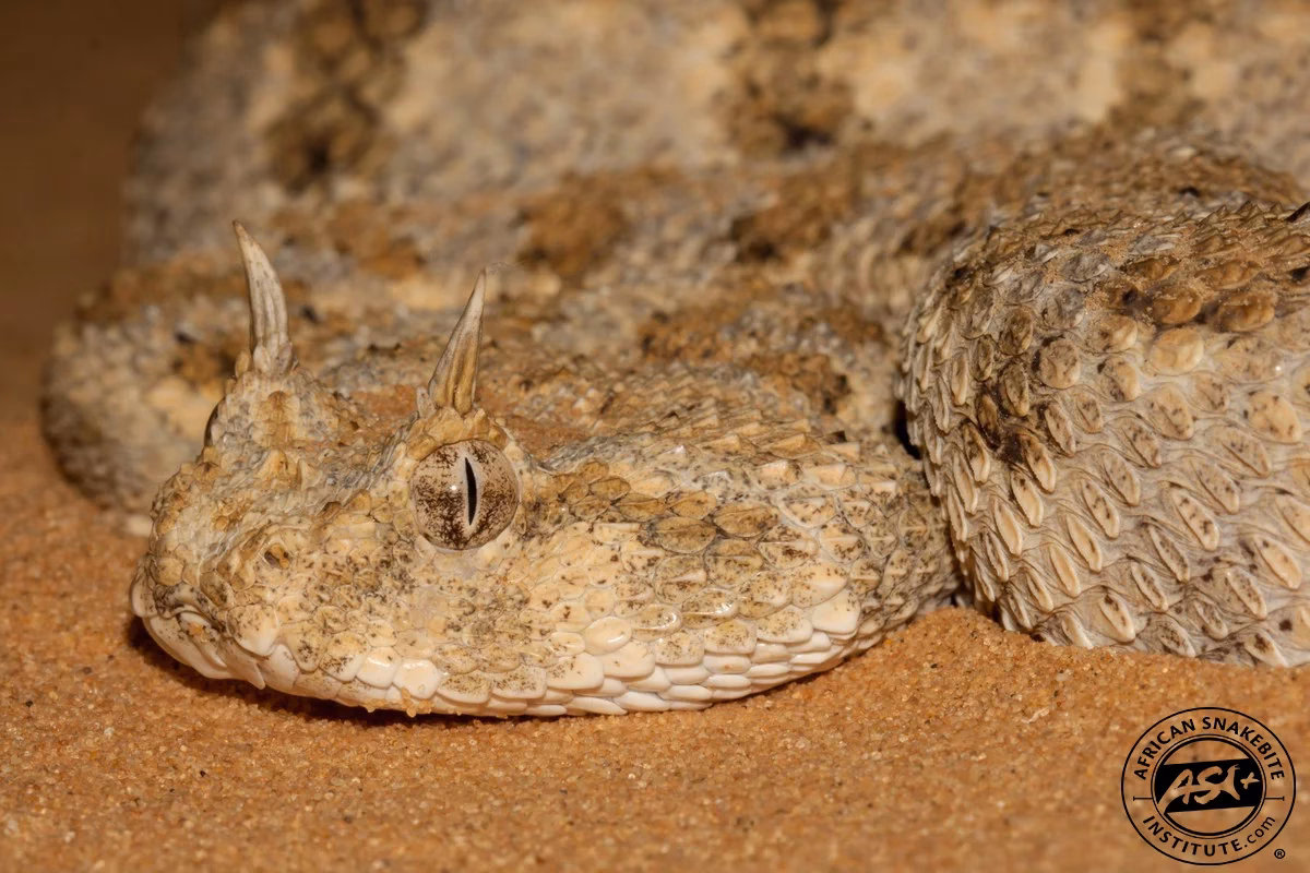 What is a Saharan horned viper?