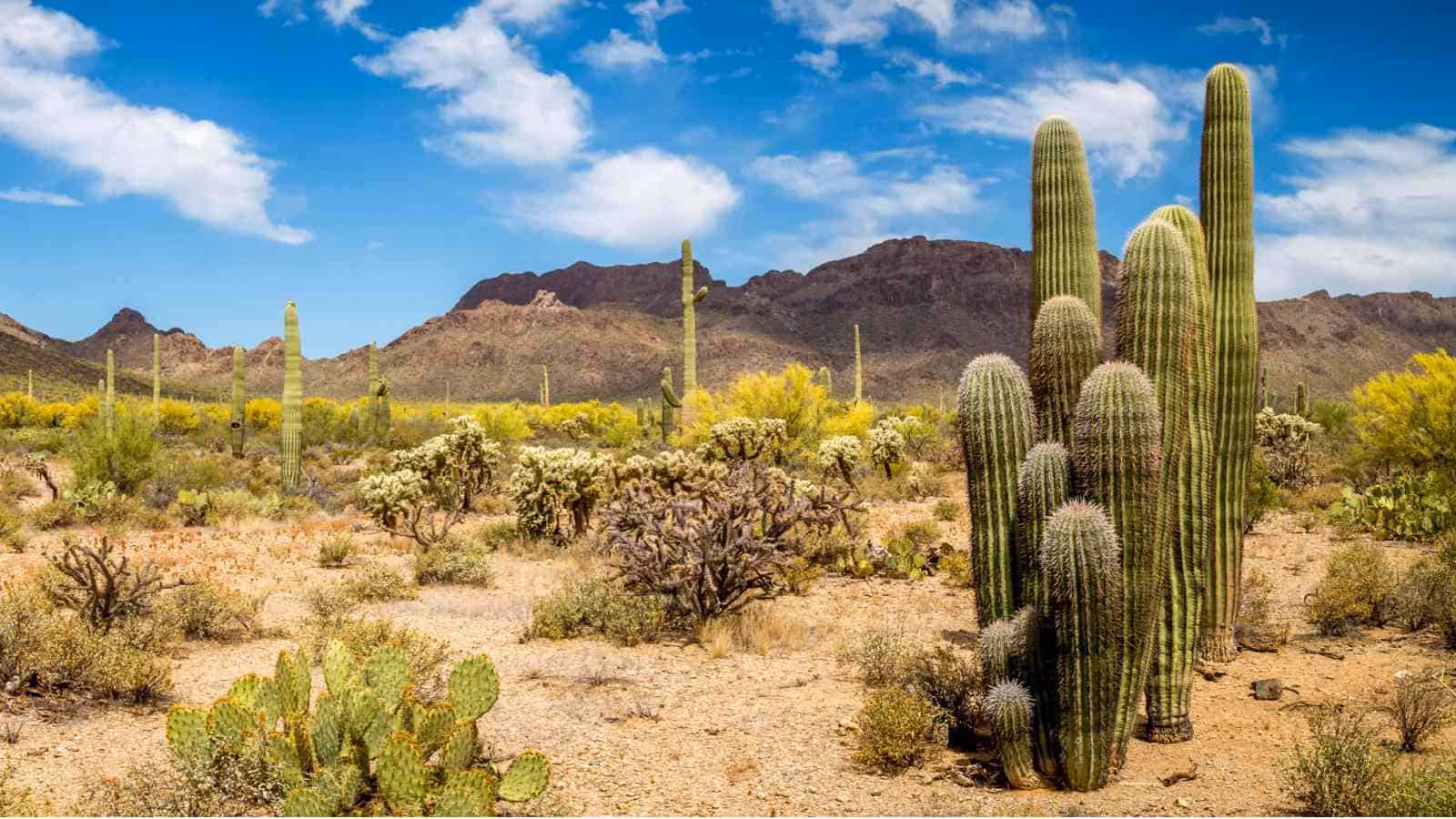 Why is grass important in the desert?