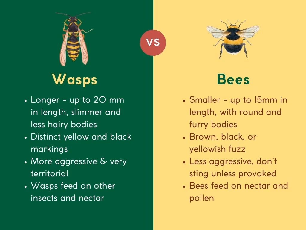 Do bees have different social structures?