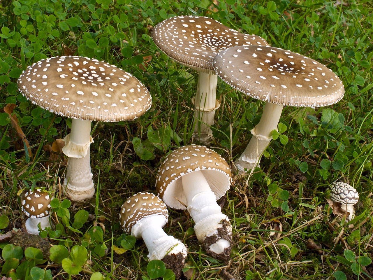 Do all fungi produce mushrooms?