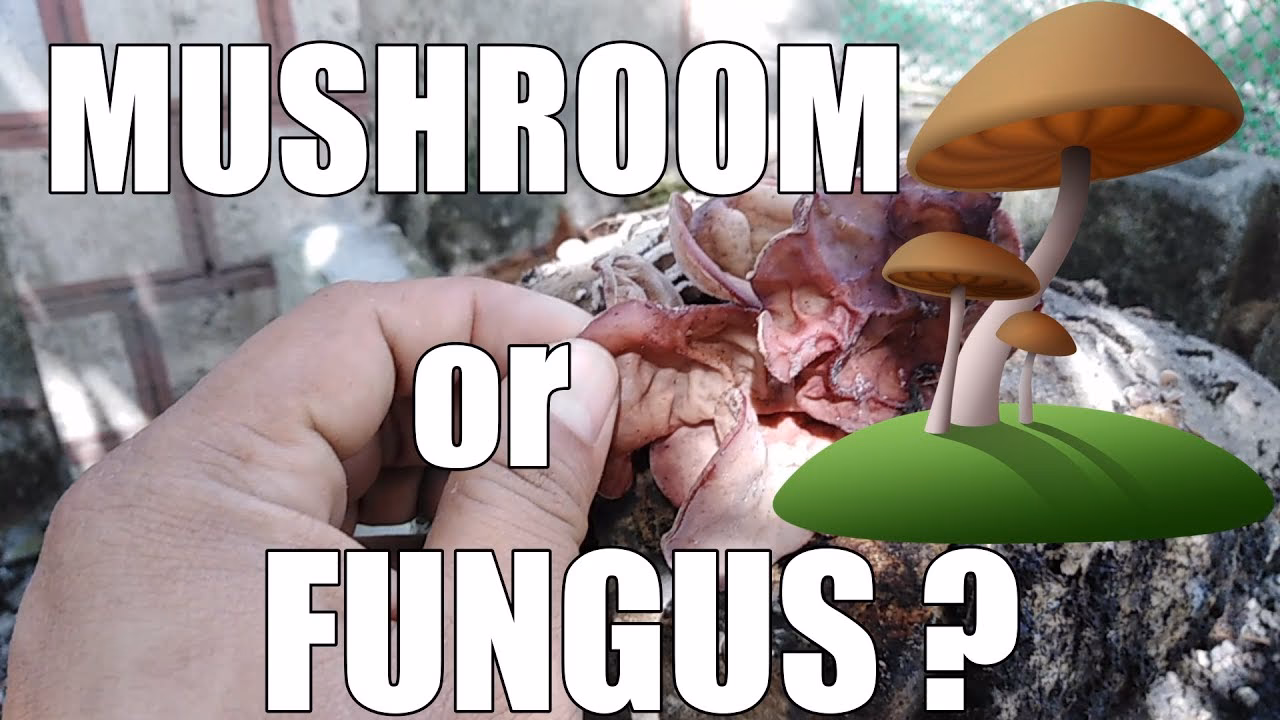 Do all fungi produce mushrooms?