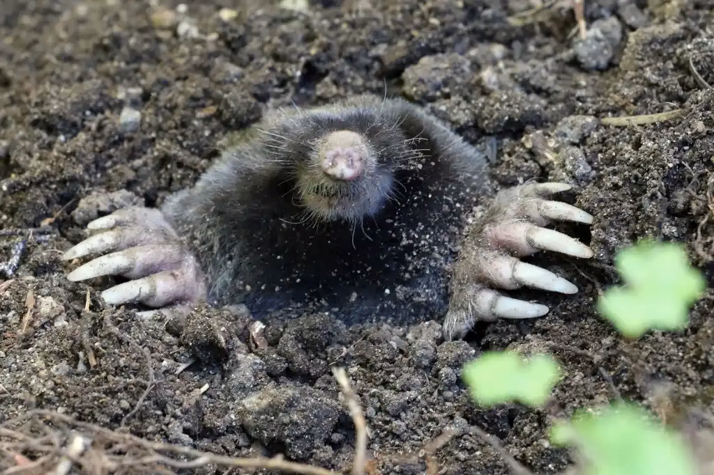Why do animals dig holes?