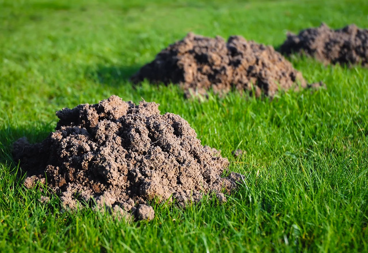 What is a game about digging a hole?
