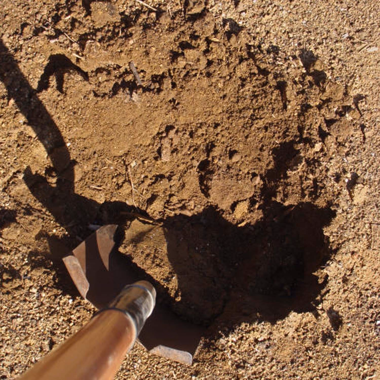 Do insects dig holes?