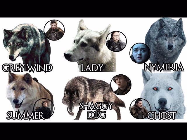 What is a direwolf in game of Thrones?