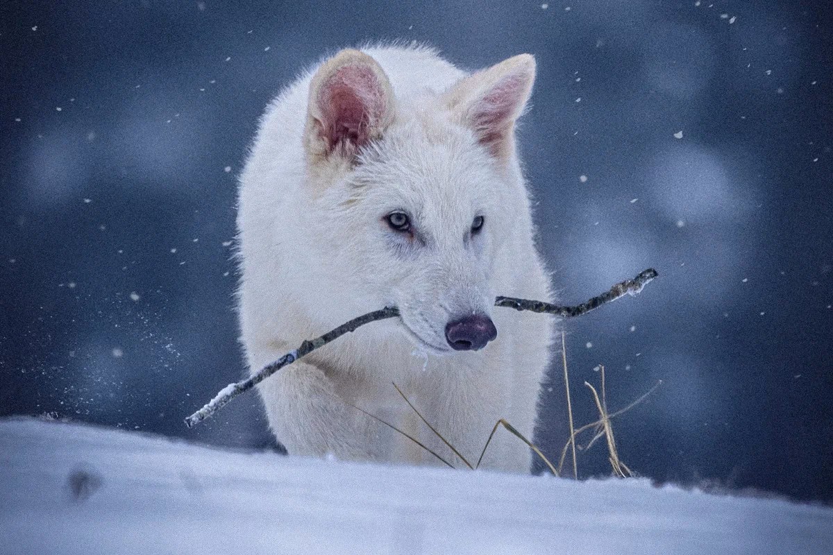 ¿Cuál es el significado de Werwolf?