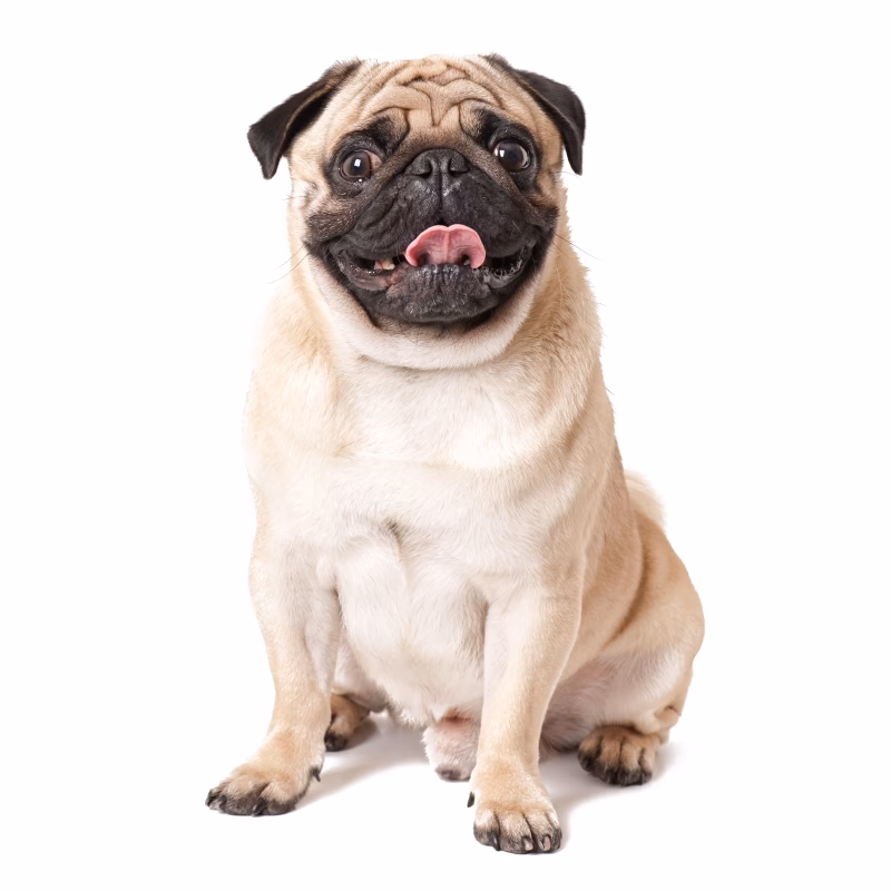 Are Pugs worse than non-Pugs?