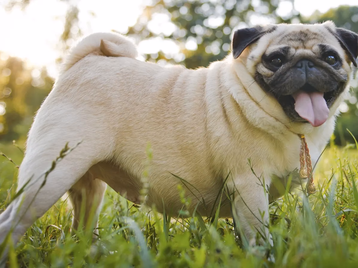 Are Pugs worse than non-Pugs?