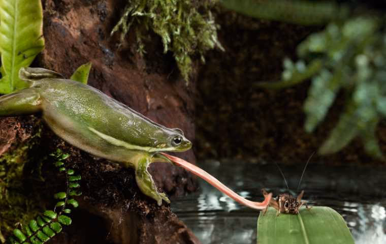 Do spiders eat frogs or lizards?