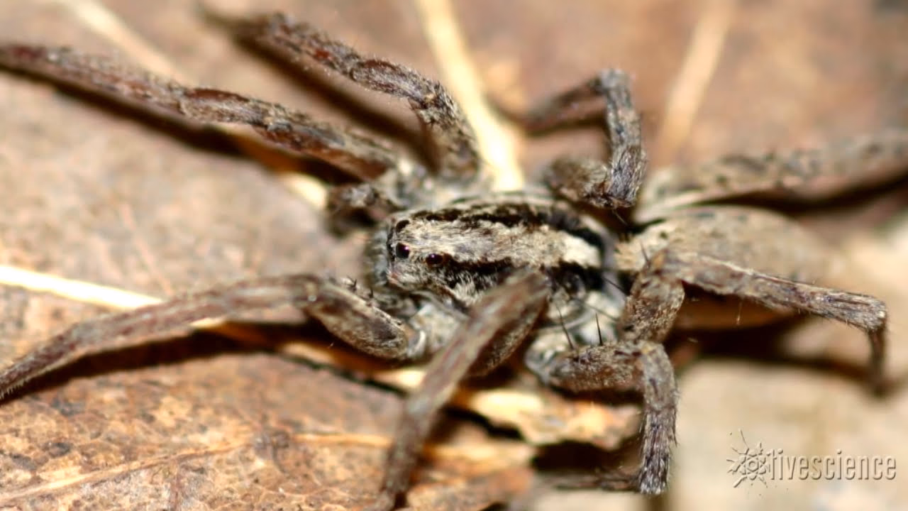 Can wolf spiders make airborne sounds?