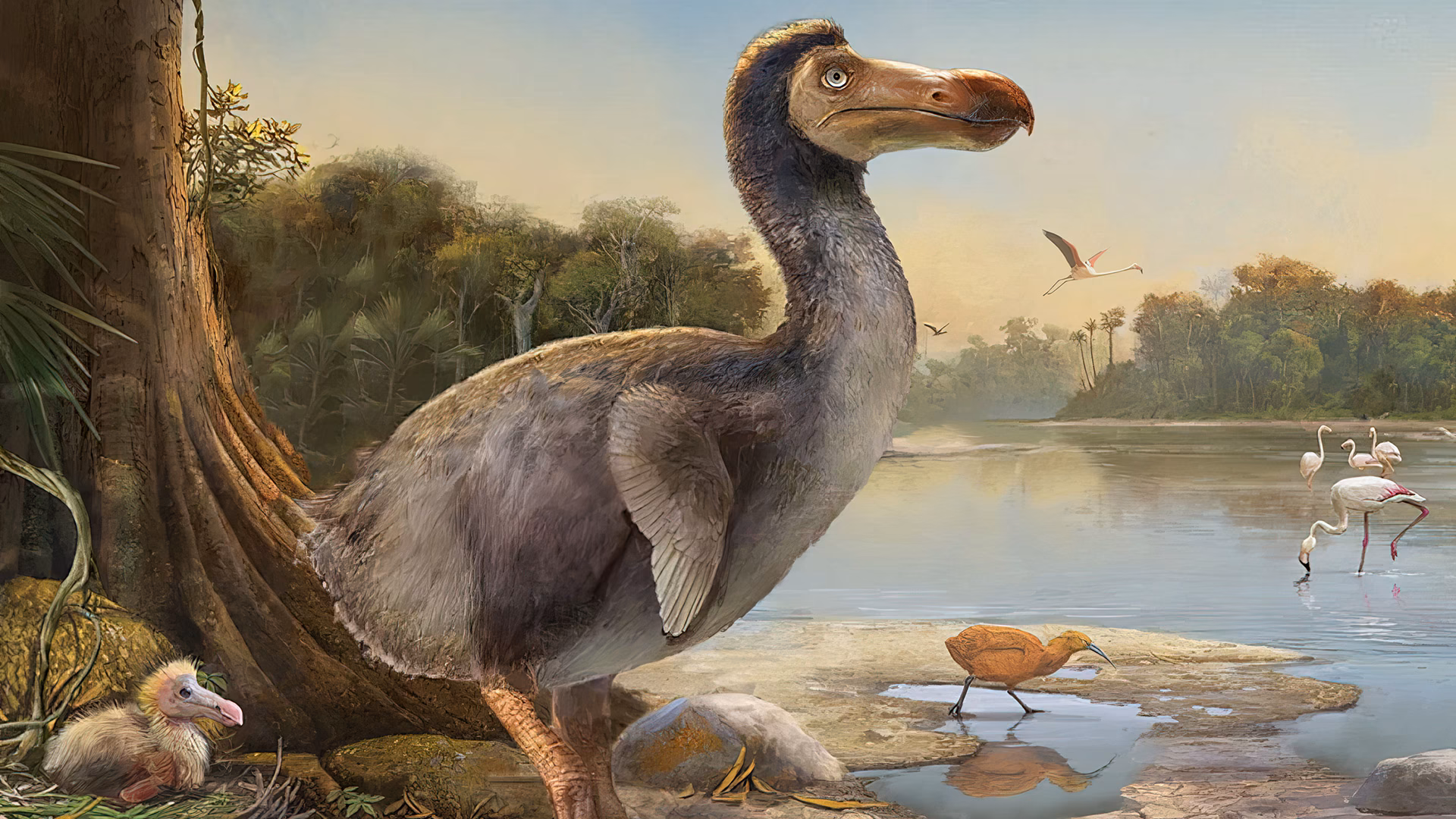 Is a dodo a gift?