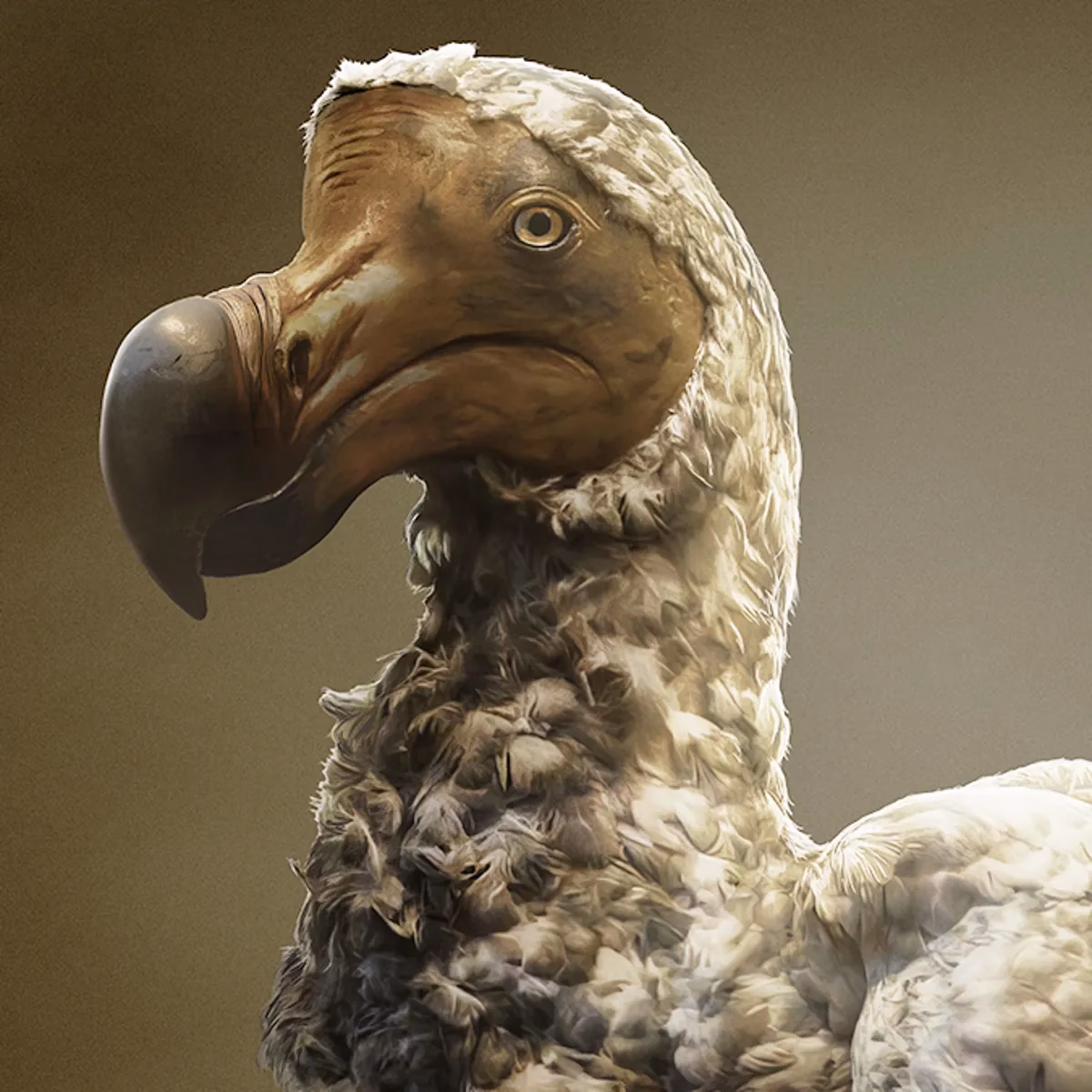 What is the dodo?