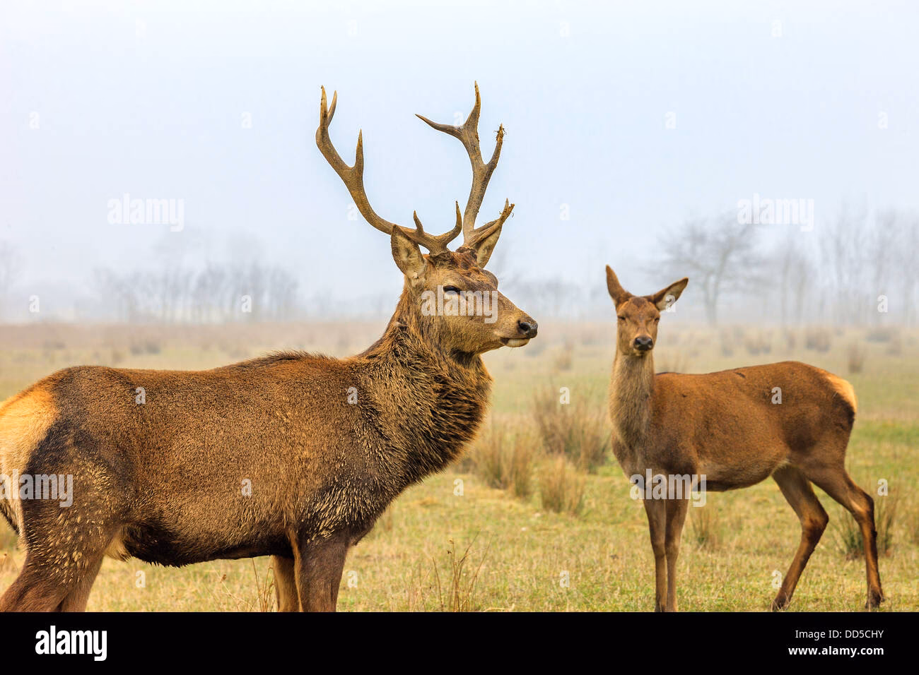 What is the difference between a Stag and a Doe?