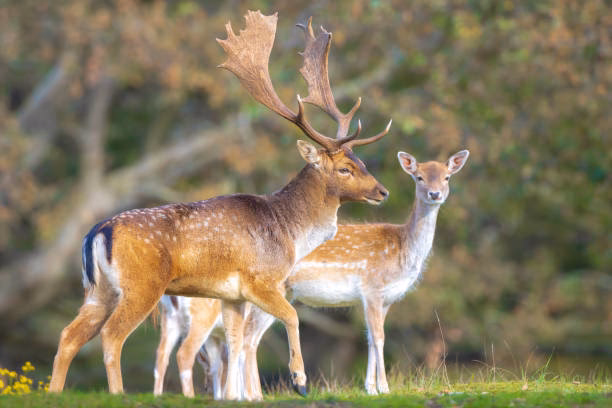 What is the difference between a Stag and a Doe?