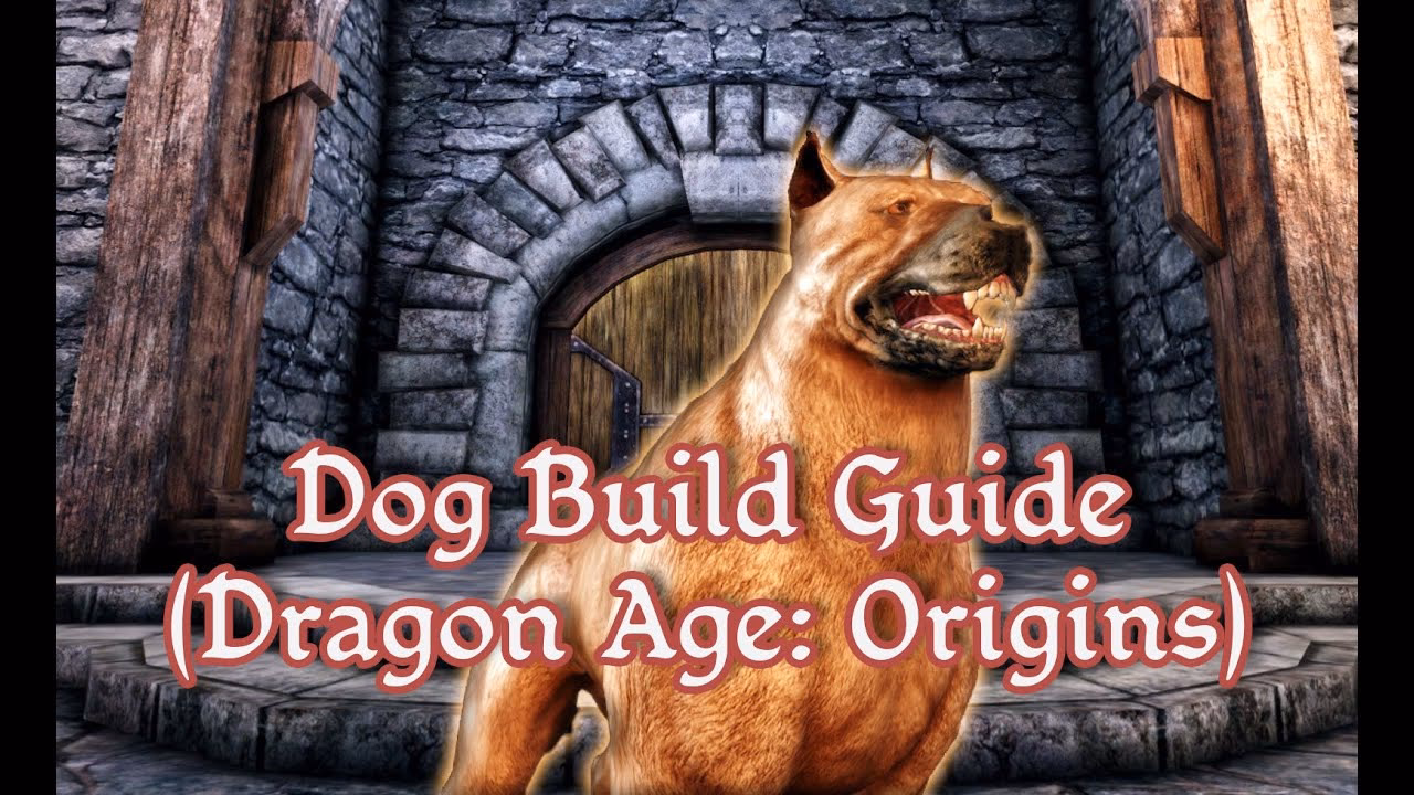 How do you get a dog?
