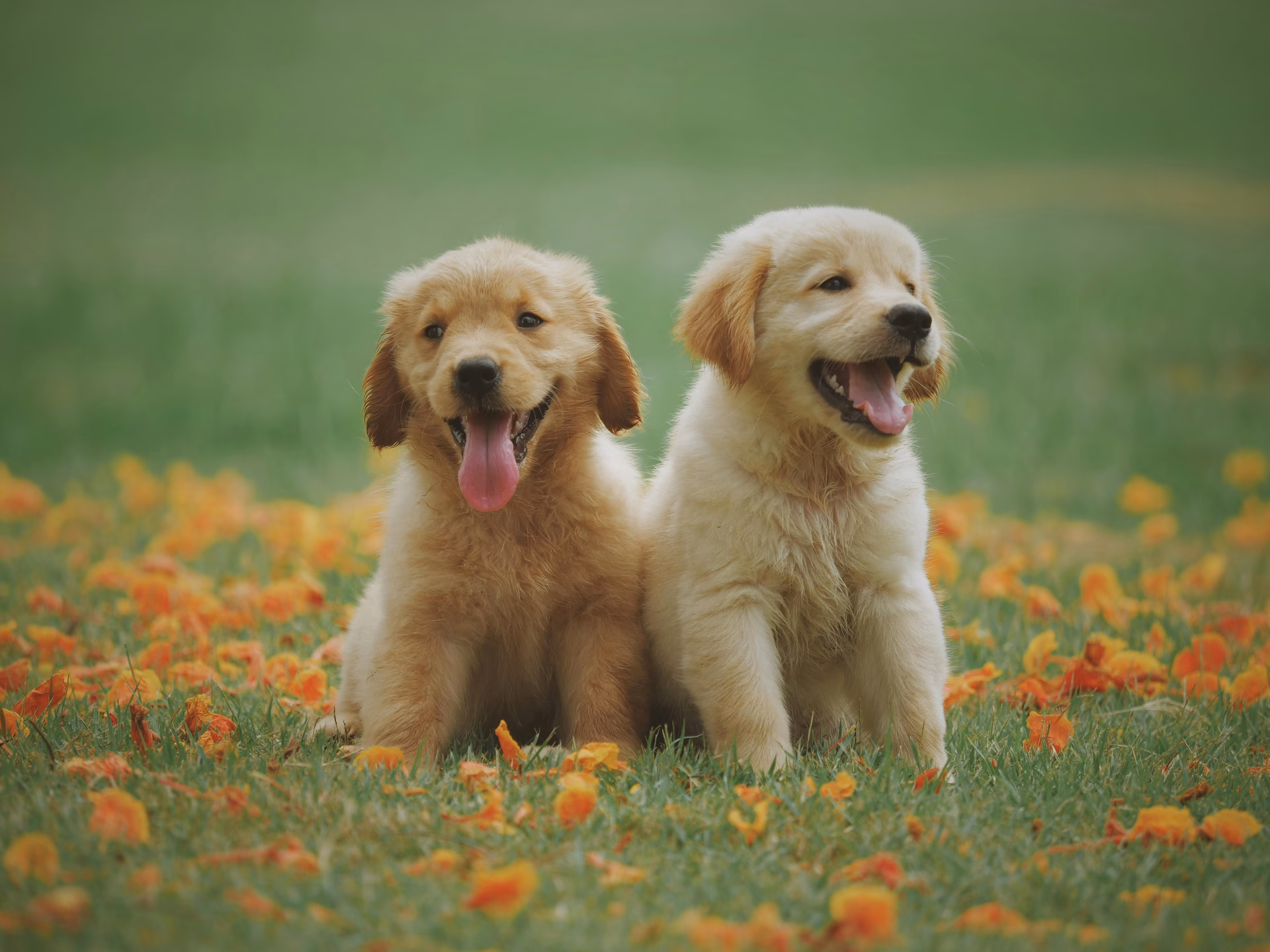 How many dog wallpapers are there?