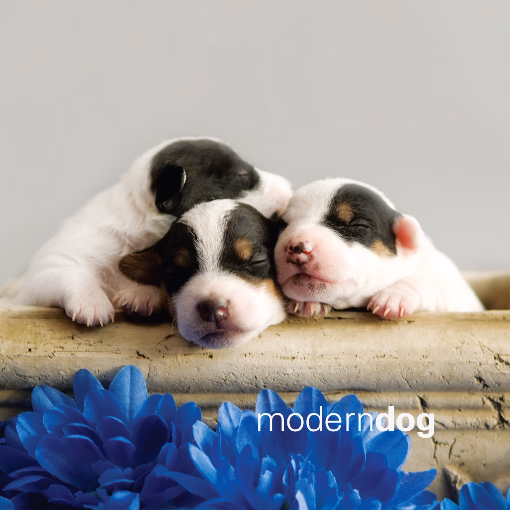 Why should you download a dog wallpaper?