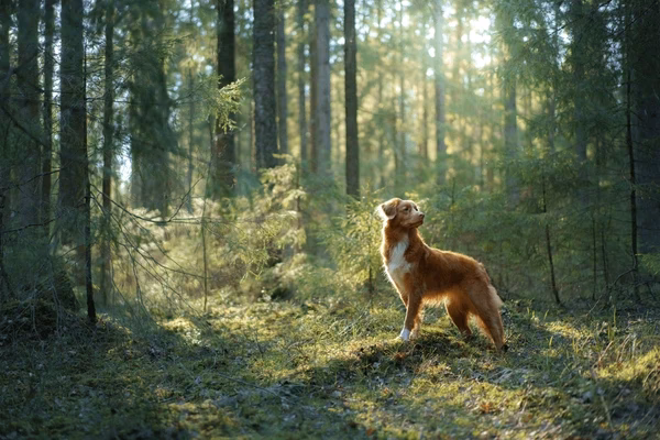 How many dog in the forest photos are there?