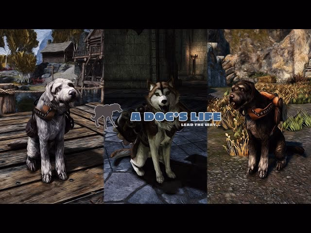 Is there a new dog in Skyrim?