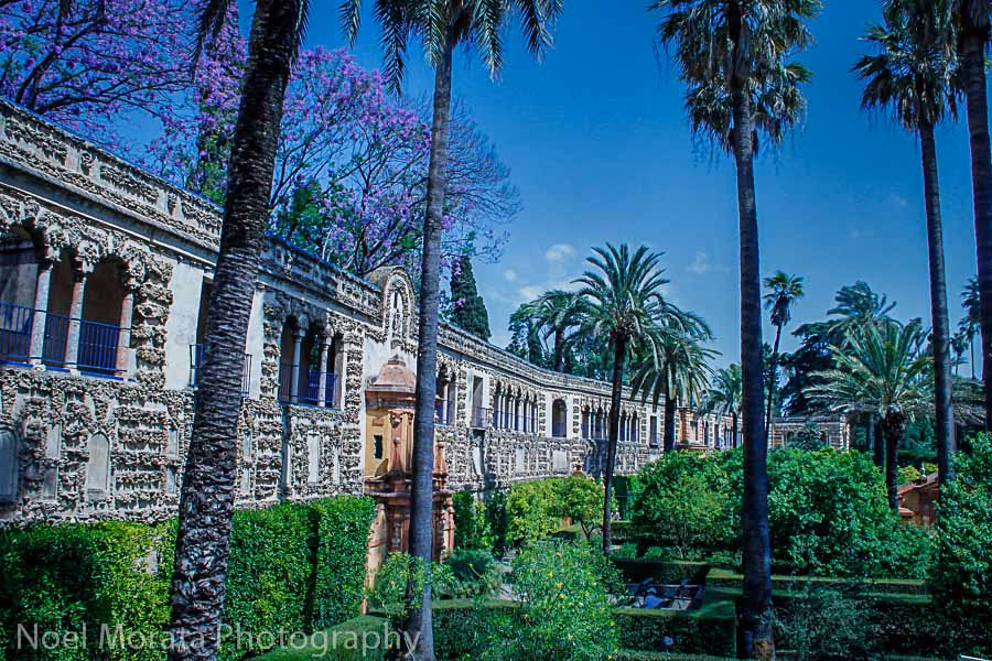 ¿Cuáles son las pasiones de Dorne?