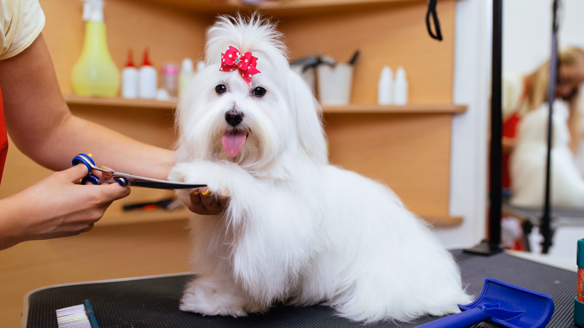 What is dpet – desktop pet engine?