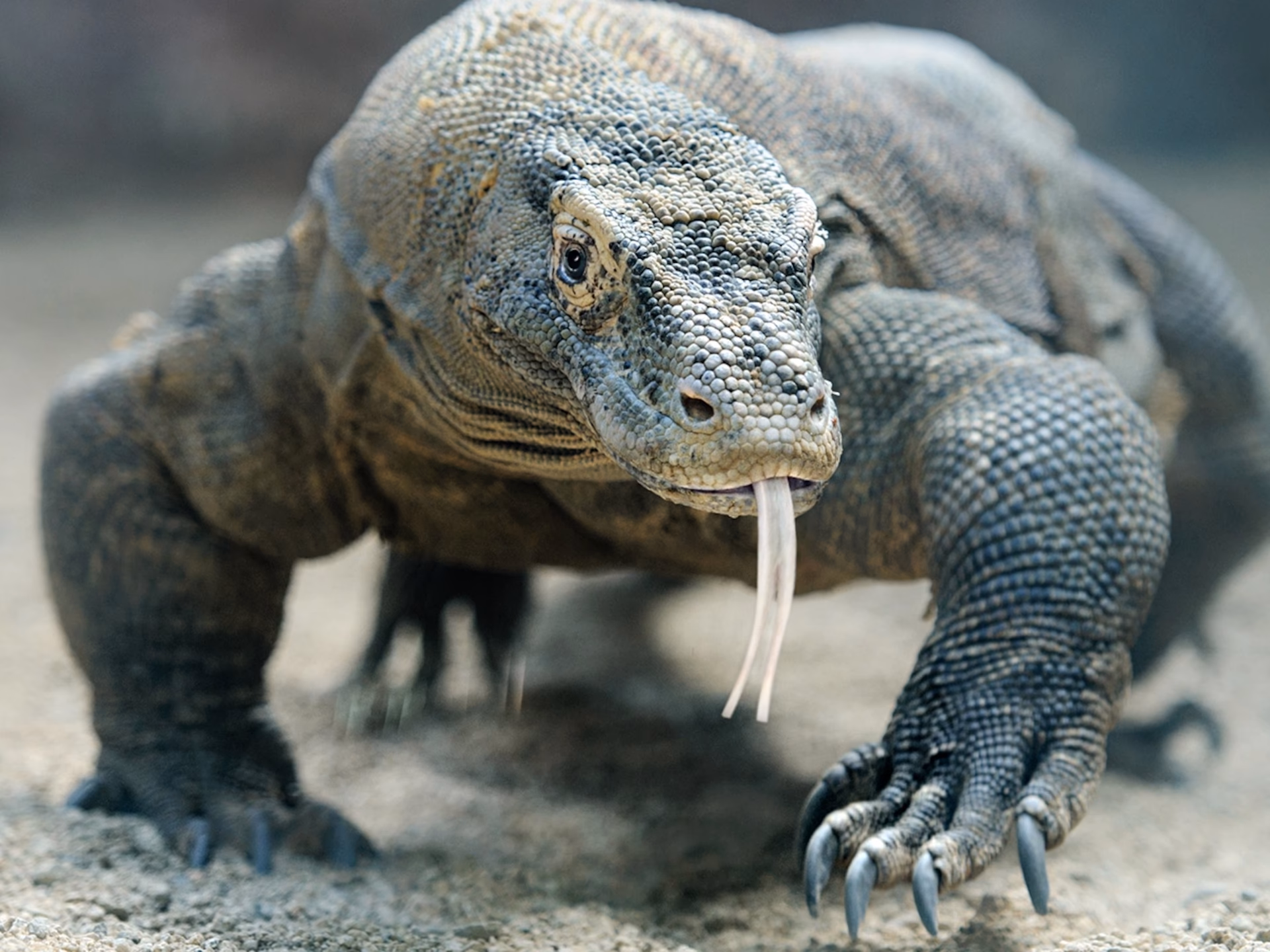 What does a descending dragon symbolize?