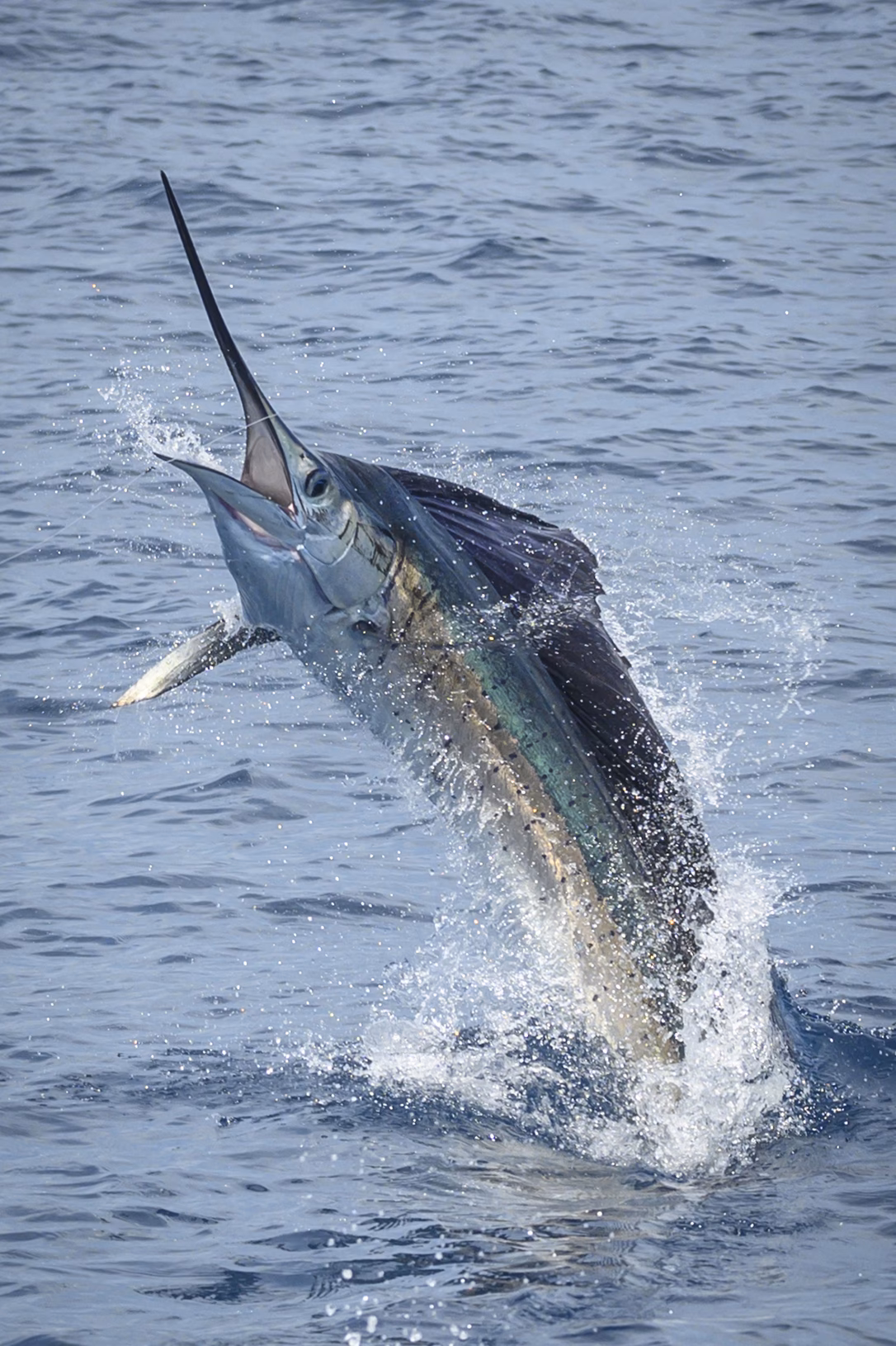 Where can I find a Sailfish?