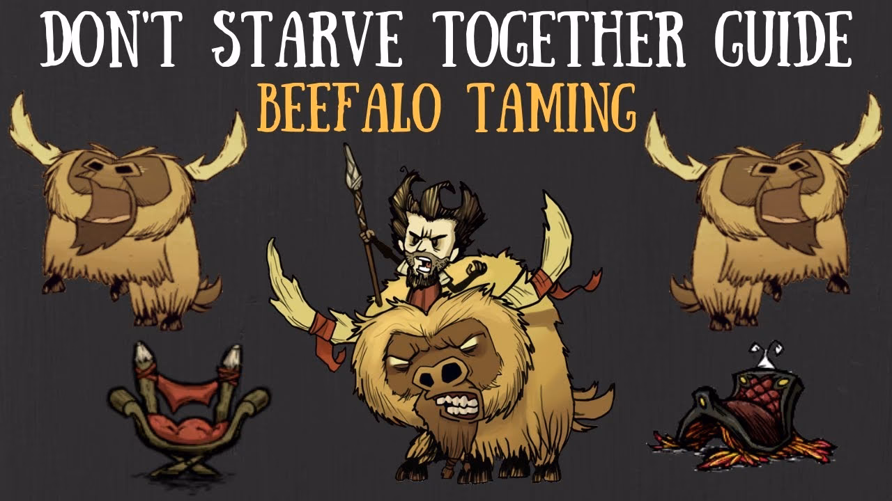How to tame a beefalo?