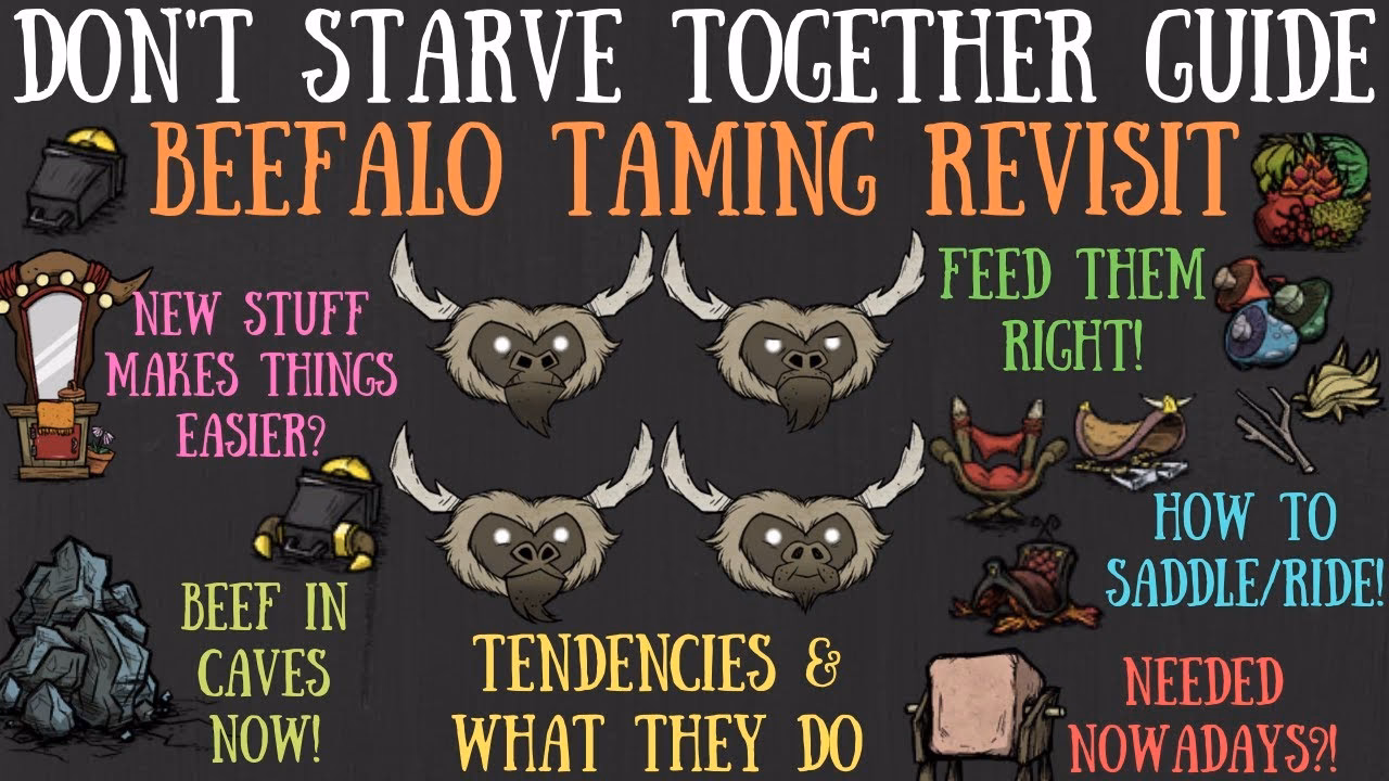 How many times a day can a beefalo be tamed?