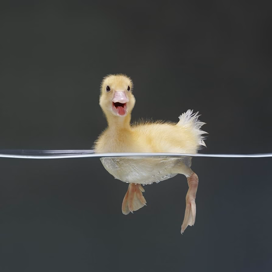 How do ducks swim?