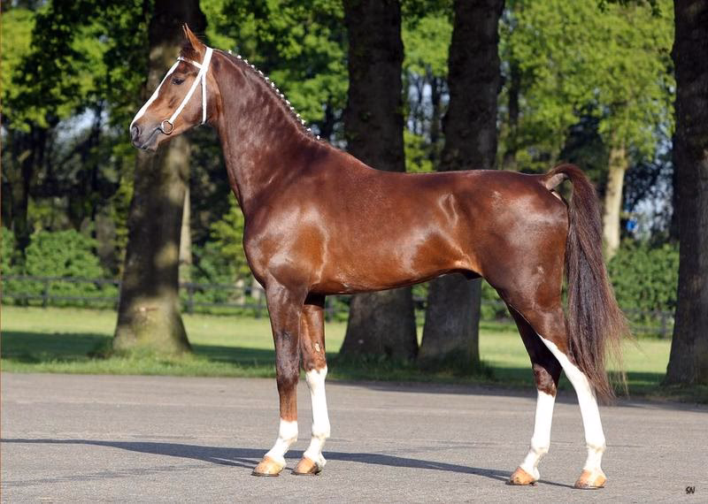Is a Dutch Harness Horse a pure breed?