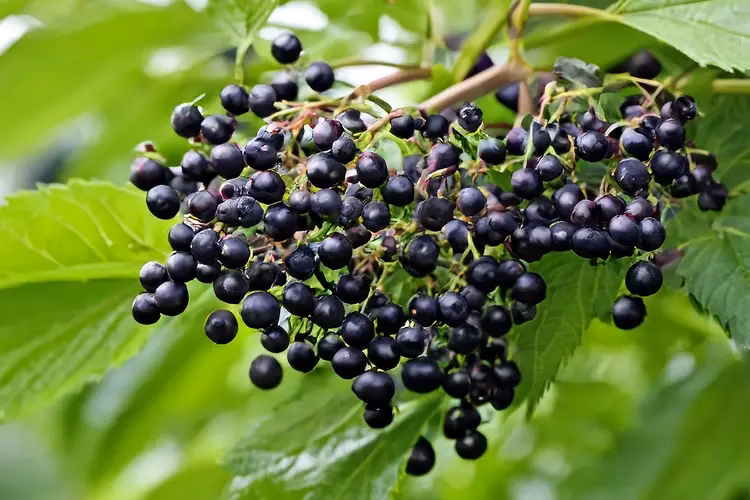 What is the Latin name for Elderberry?