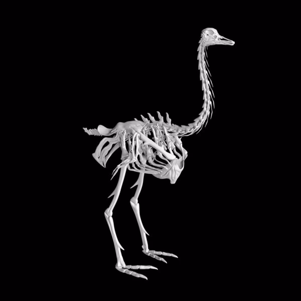 ¿Cuál es el Sistema esquelético de las aves?