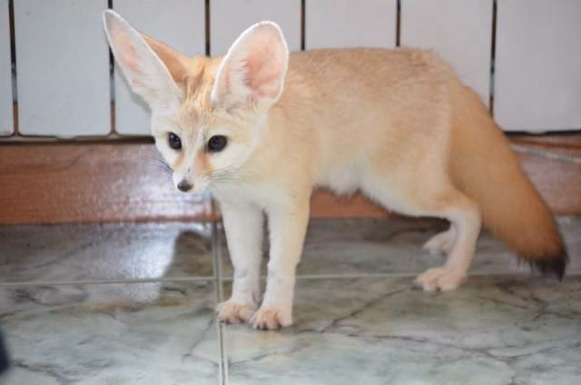 ¿Cómo ganar créditos en Fennec?