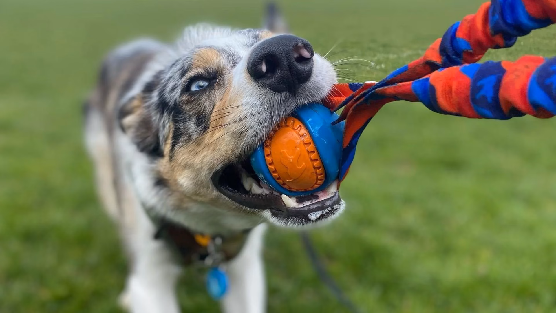 How do you play Fetch with a dog?