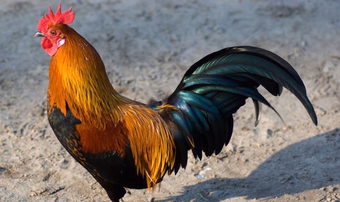Are fighting roosters a good breed?