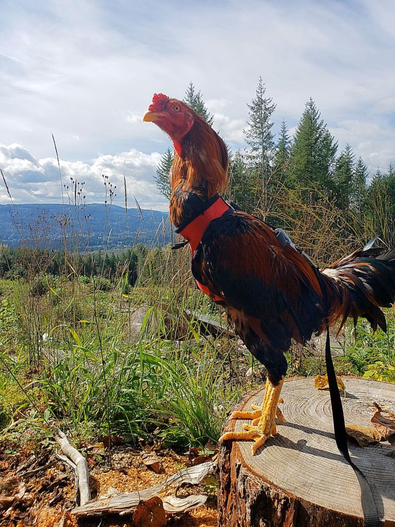 Why are fighting roosters so attractive?