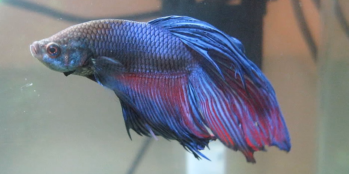How fast does fin rot develop in Betta fish?