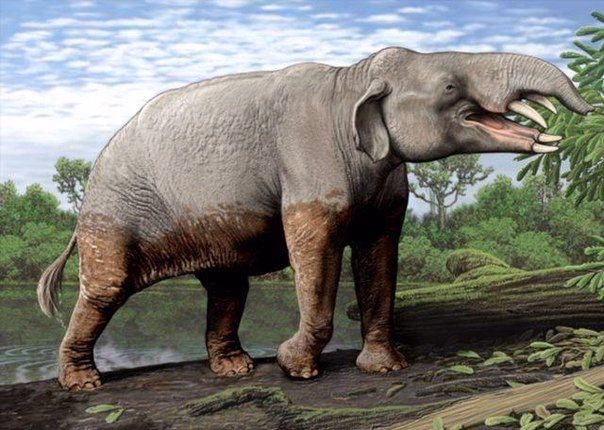 ¿Cuál es el origen del Phiomia?