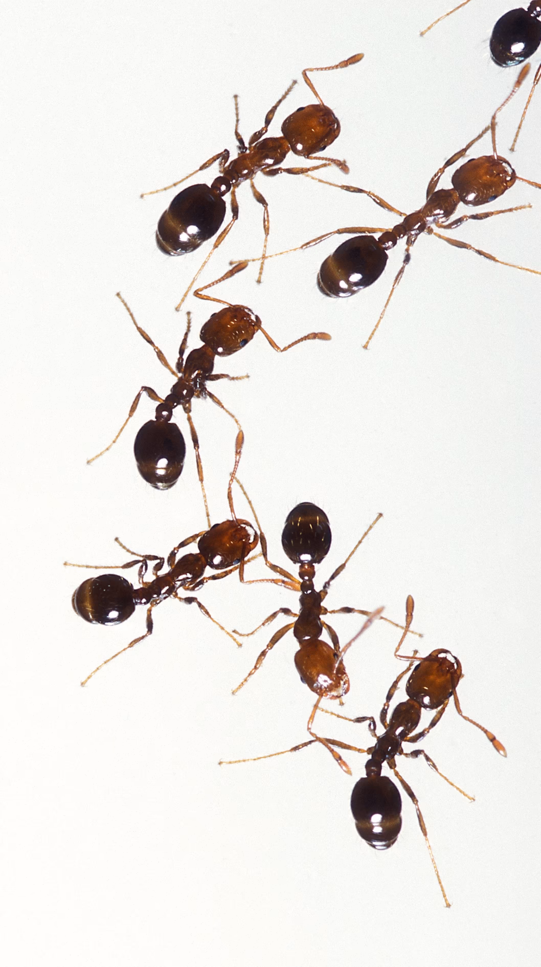 What is the size range of fire ant workers?