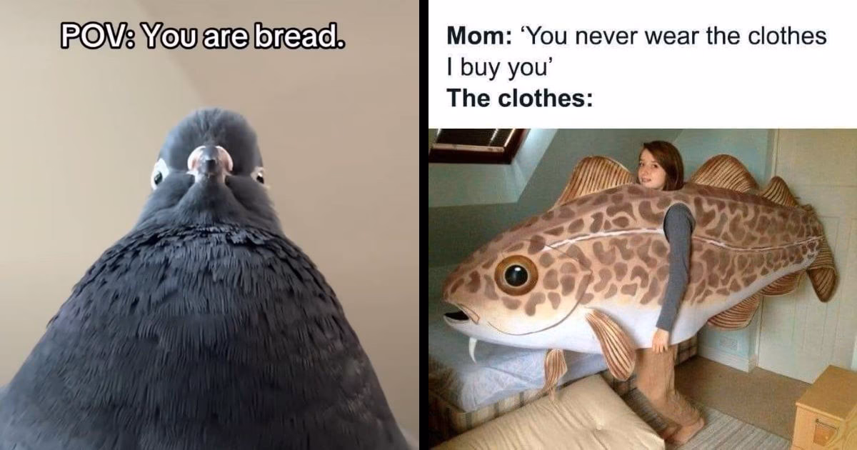 What are some funny fish memes and puns?