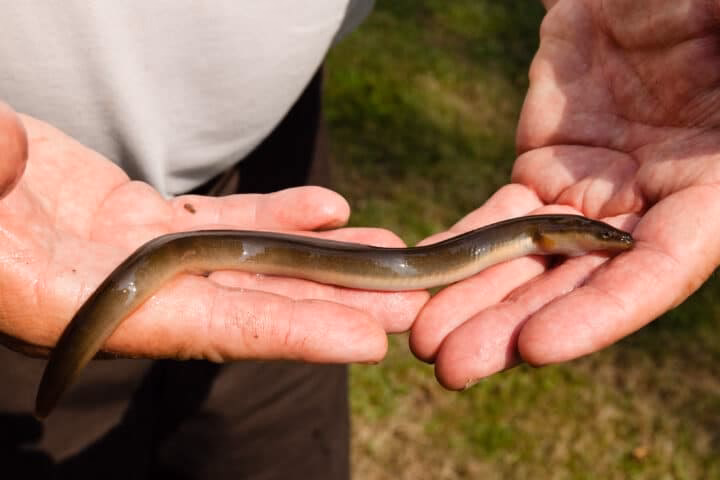 What bait should I use for a mystery event?