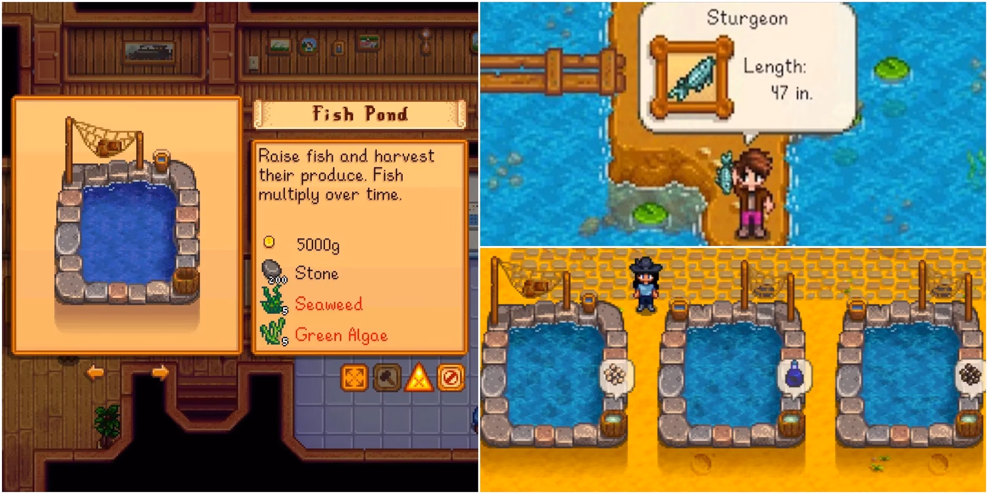 What is the fish pond in Stardew Valley?