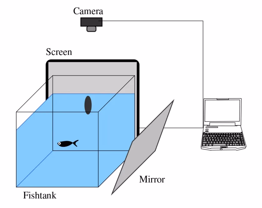 What is tanks VR?