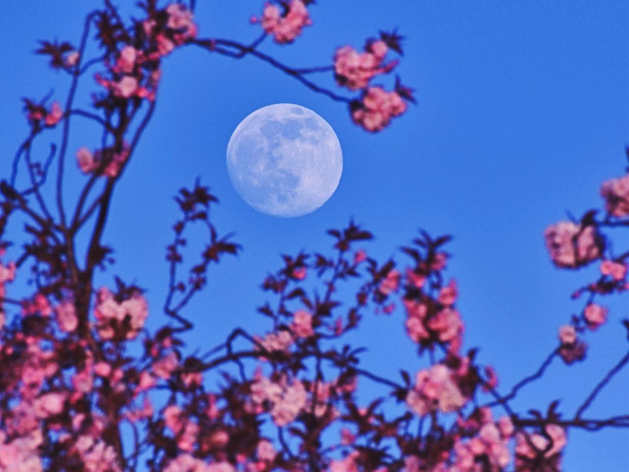 ¿Cómo se llaman Las flores de la luna rosa?