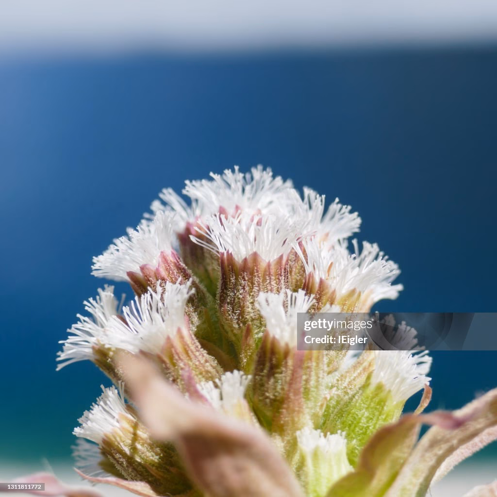 Where can I find flourishing?